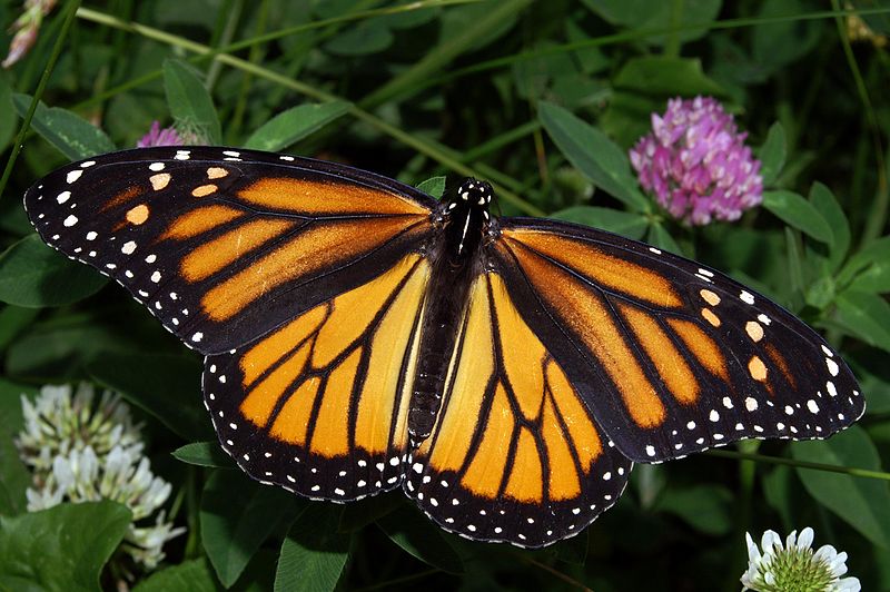800px Monarch In May